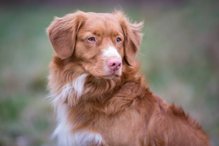 Photo Retriever de la Nouvelle-Écosse