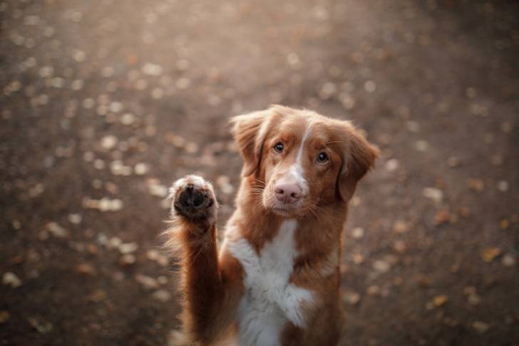 Photo Retriever de la Nouvelle-Écosse