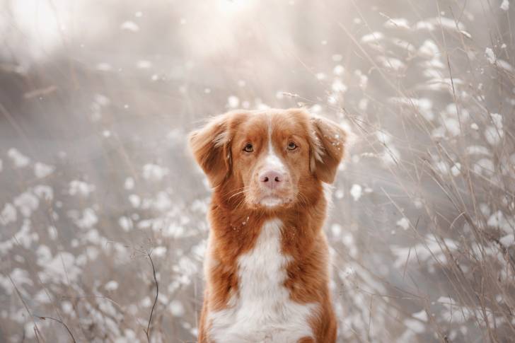 Photo Retriever de la Nouvelle-Écosse