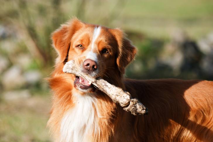 Photo Retriever de la Nouvelle-Écosse