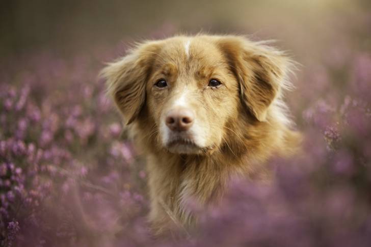 Photo Retriever de la Nouvelle-Écosse