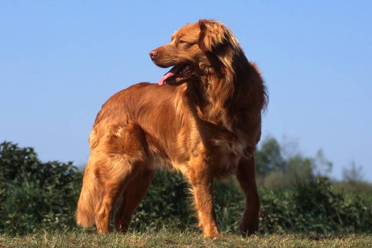 Photo Retriever de la Nouvelle-Écosse