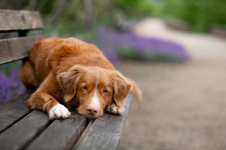 Photo Retriever de la Nouvelle-Écosse