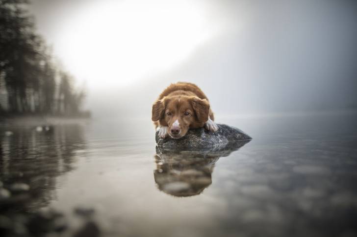 Photo Retriever de la Nouvelle-Écosse