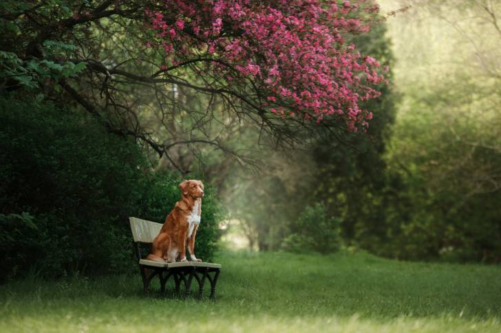 Photo Retriever de la Nouvelle-Écosse