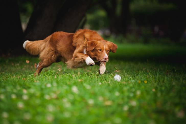 Photo Retriever de la Nouvelle-Écosse