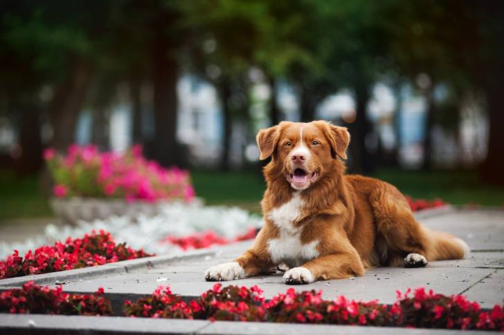 Photo Retriever de la Nouvelle-Écosse
