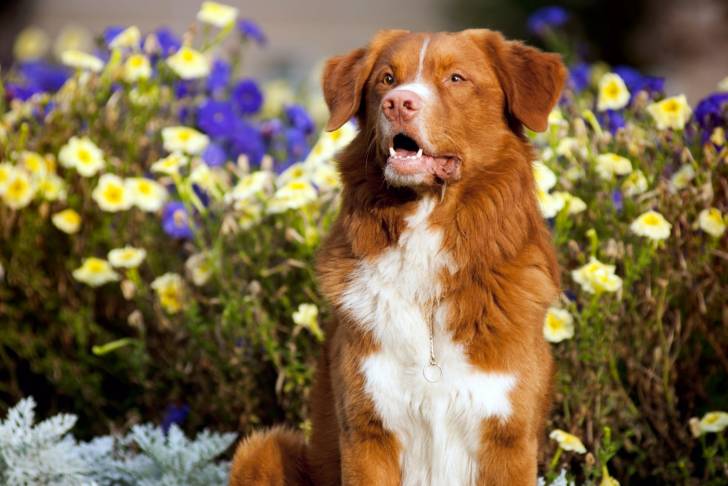 Photo Retriever de la Nouvelle-Écosse