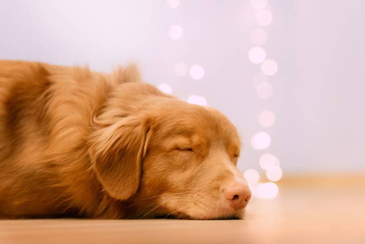 Photo Retriever de la Nouvelle-Écosse
