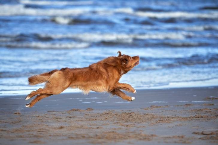 Photo Retriever de la Nouvelle-Écosse