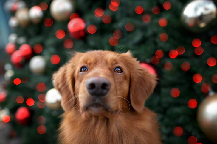 Photo Retriever de la Nouvelle-Écosse