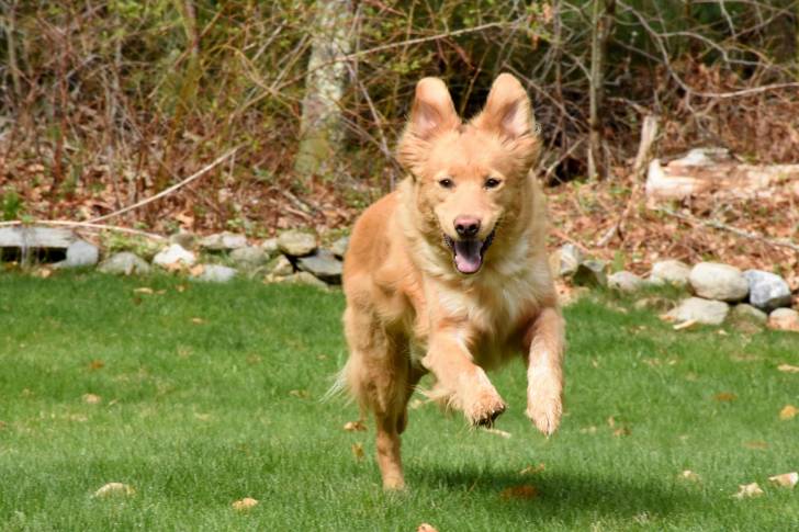 Photo Retriever de la Nouvelle-Écosse