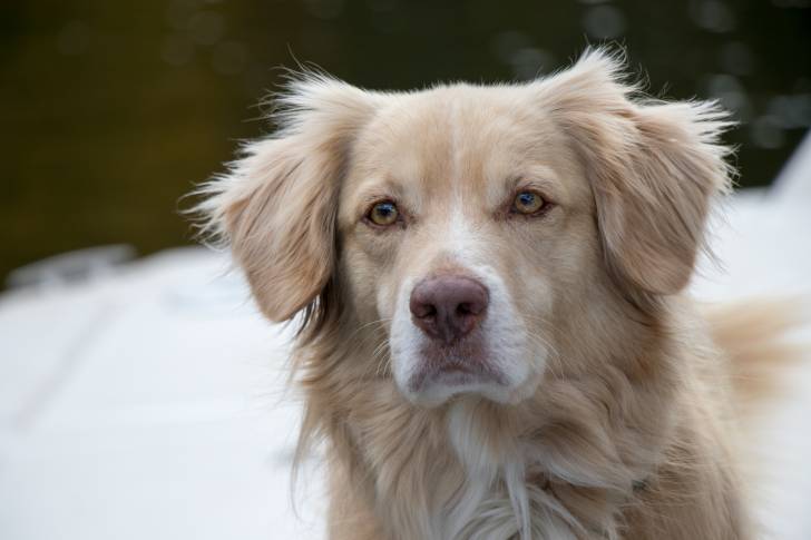 Photo Retriever de la Nouvelle-Écosse