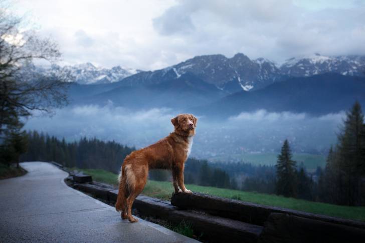 Photo Retriever de la Nouvelle-Écosse