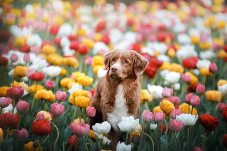 Photo Retriever de la Nouvelle-Écosse