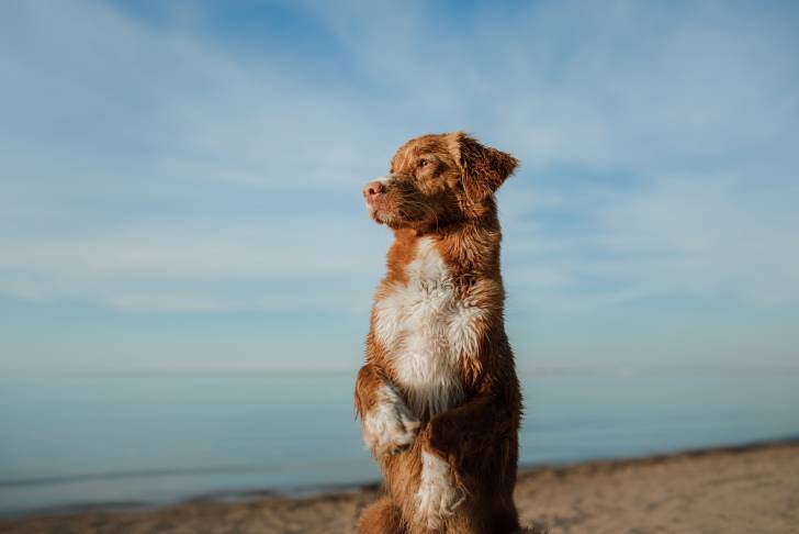 Photo Retriever de la Nouvelle-Écosse