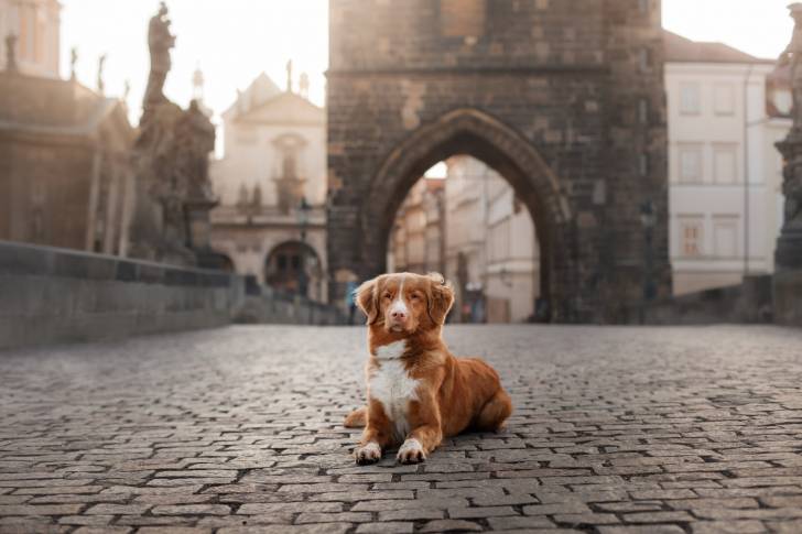 Photo Retriever de la Nouvelle-Écosse