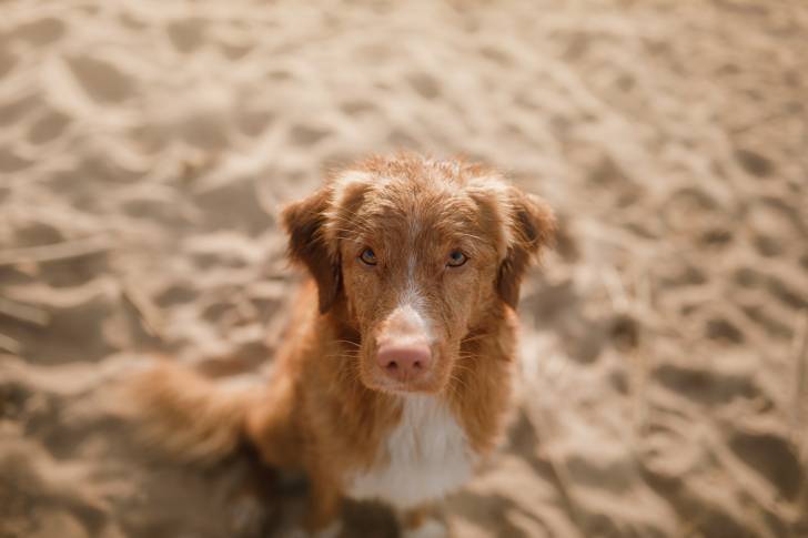 Photo Retriever de la Nouvelle-Écosse