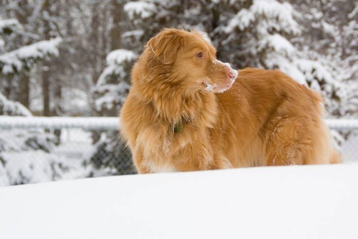 Photo Retriever de la Nouvelle-Écosse