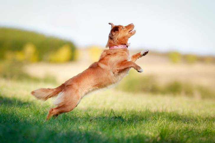 Photo Retriever de la Nouvelle-Écosse