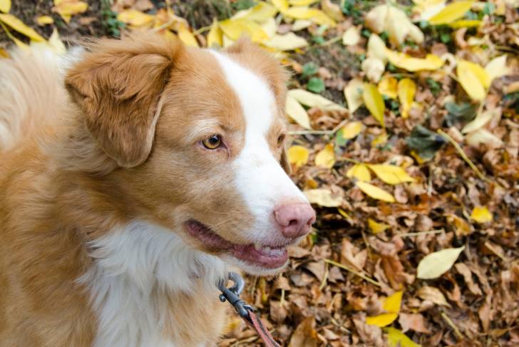 Photo Retriever de la Nouvelle-Écosse