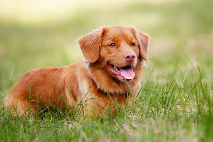 Photo Retriever de la Nouvelle-Écosse