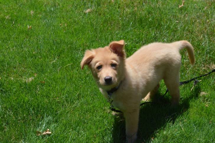 Photo Retriever de la Nouvelle-Écosse