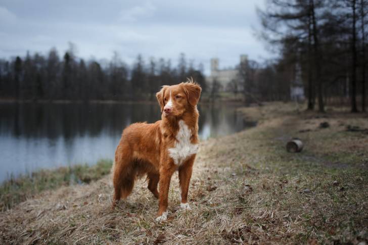 Photo Retriever de la Nouvelle-Écosse
