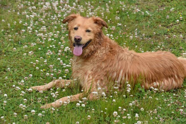 Photo Retriever de la Nouvelle-Écosse
