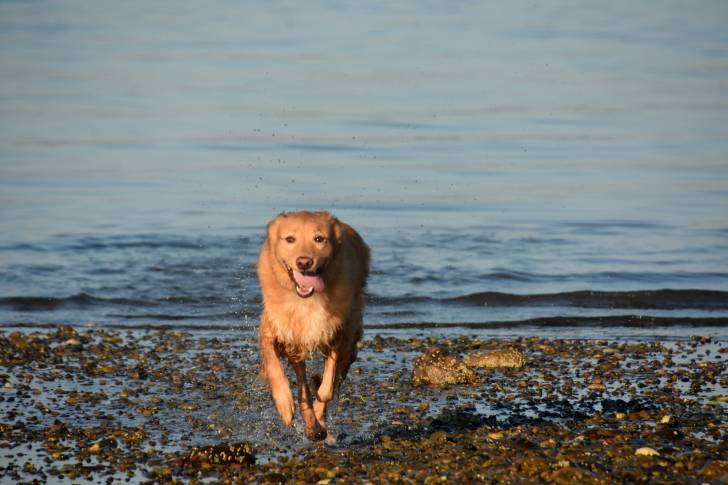 Photo Retriever de la Nouvelle-Écosse