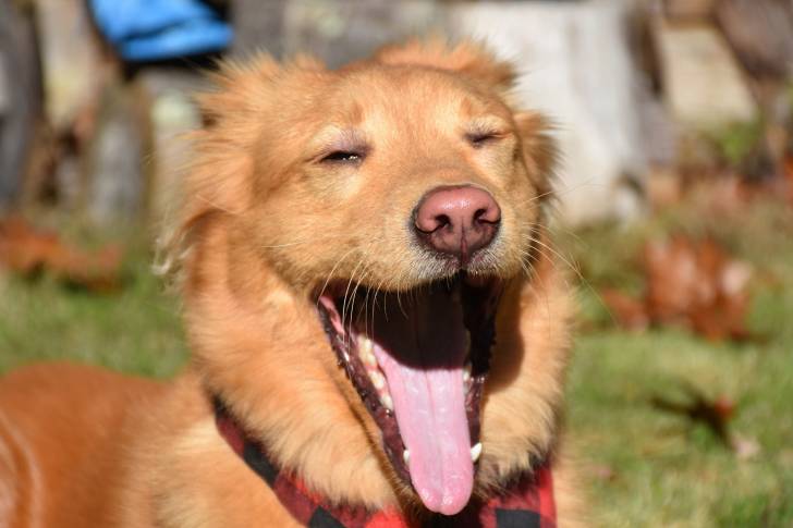 Photo Retriever de la Nouvelle-Écosse