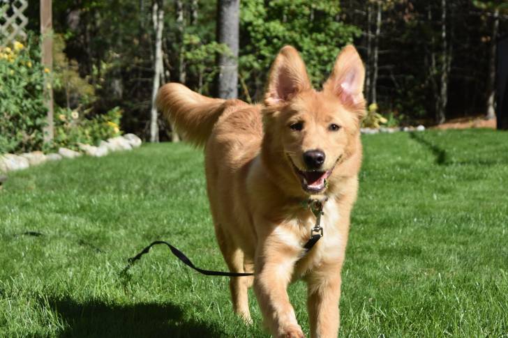 Photo Retriever de la Nouvelle-Écosse