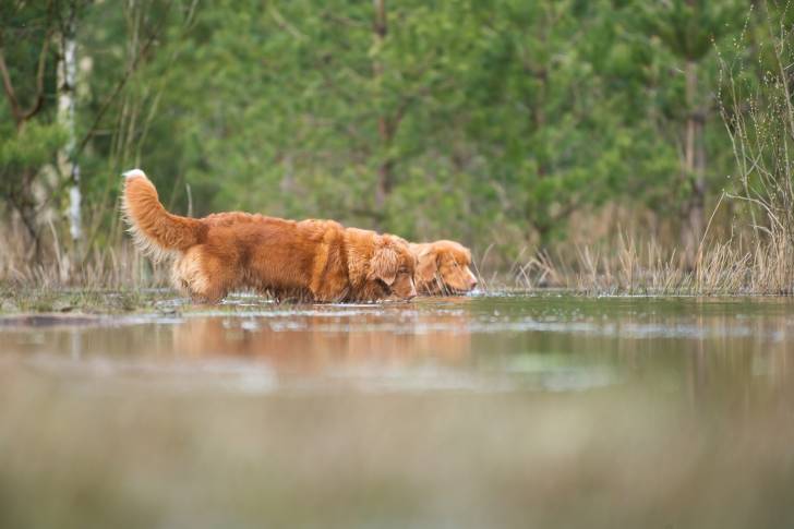 Photo Retriever de la Nouvelle-Écosse