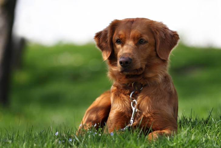 Photo Retriever de la Nouvelle-Écosse