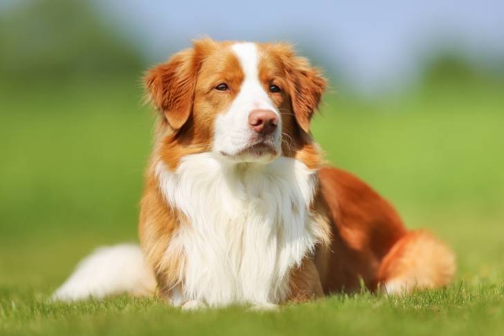 Photo Retriever de la Nouvelle-Écosse