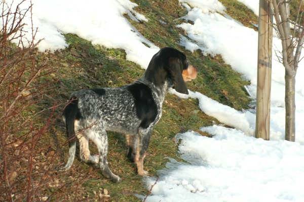 Petit Chien Courant Suisse - Petit Chien Courant Suisse