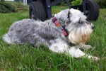 Nissa - Schnauzer Nain (12 ans)