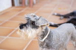 Photo Schnauzer Nain