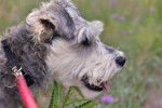 Photo Schnauzer Nain