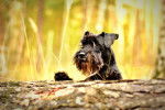Photo Schnauzer Nain