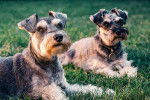 Photo Schnauzer Nain
