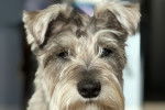 Photo Schnauzer Nain