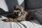 Photo Schnauzer Nain