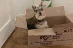 Un Schnauzer Nain assis dans un carton et portant un collier autour du cou