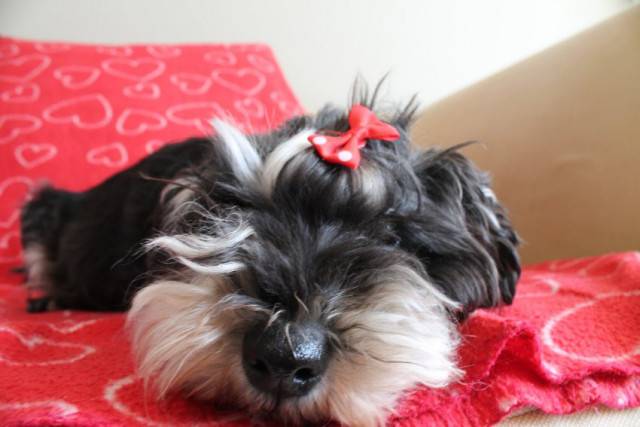 Sokeri (Sugar) - Schnauzer Nain (8 ans)