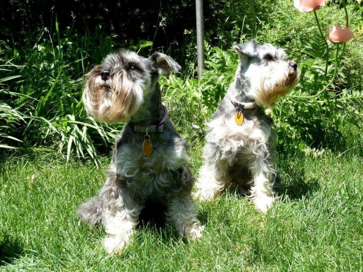 Trudy - Schnauzer Nain (3 ans)