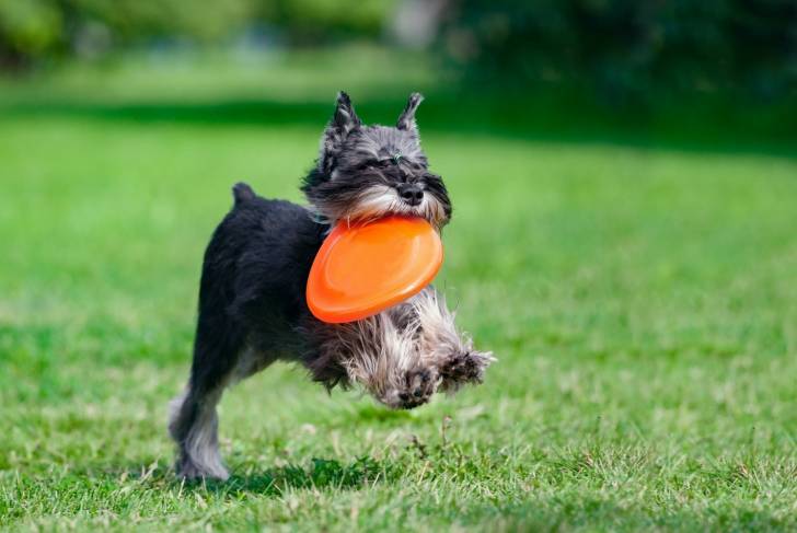 Photo Schnauzer Nain