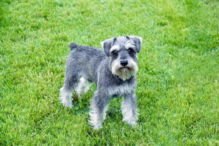 Photo Schnauzer Nain