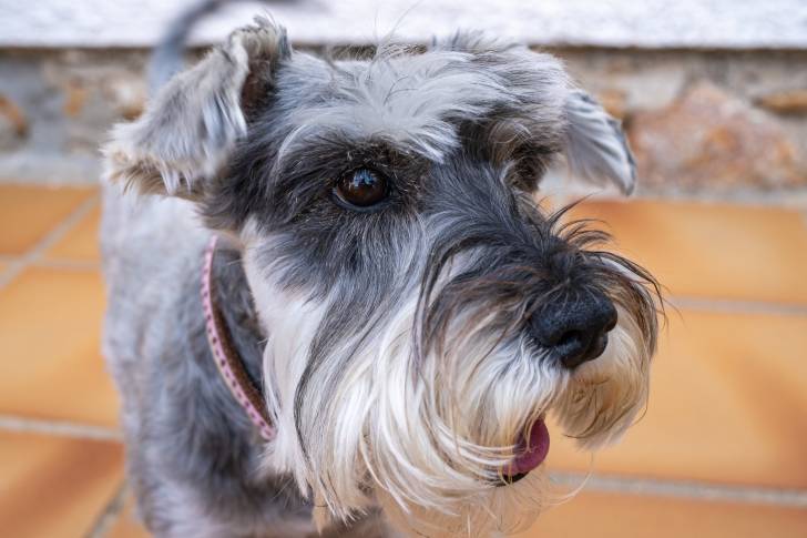 Photo Schnauzer Nain