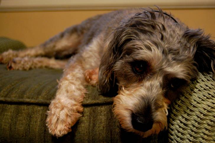 Photo Schnauzer Nain